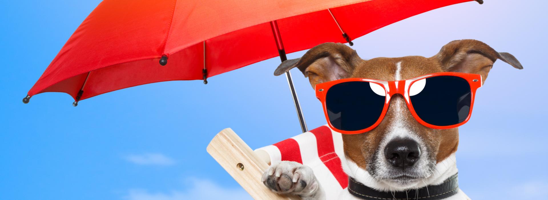 Summer under the beach umbrella with your pet