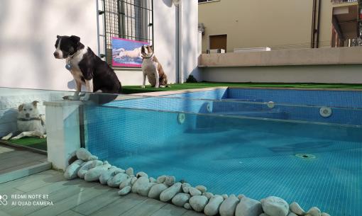 hotelkristalex en stay-with-dog-trainer-service-in-a-pet-friendly-hotel-in-cesenatico 020