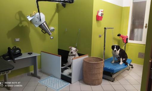 Due cani in un salone di toelettatura con attrezzature professionali.