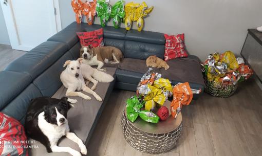 Cani e gatto su divano con uova di Pasqua colorate.