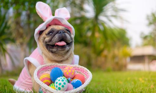 Cane carino in costume da coniglio con uova di Pasqua colorate.