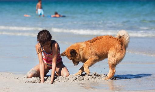 Bambina e cane giocano sulla spiaggia, scavando insieme nella sabbia.