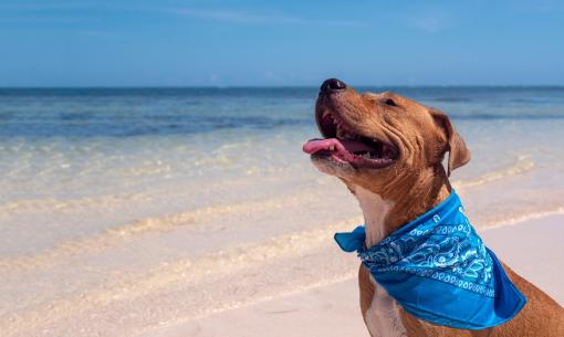 Cane felice con bandana blu sulla spiaggia soleggiata.
