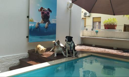 Cani vicino alla piscina con poster di cane con occhiali.