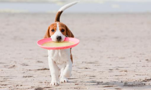 hotelkristalex it offerta-last-minute-luglio-e-agosto-in-hotel-pet-friendly-a-cesenatico 021