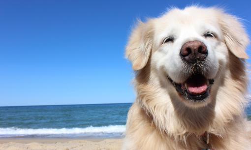 hotelkristalex fr sejour-a-l-hotel-pet-friendly-a-cesenatico-pour-exposition-canine-internationale 019