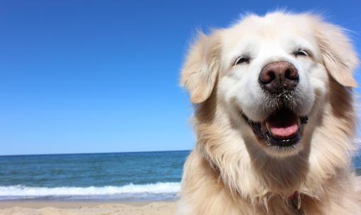 Cane felice sulla spiaggia, sole e mare azzurro.