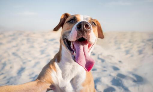 Glücklicher Hund am Strand, Zunge raus, Sonne und Freude.