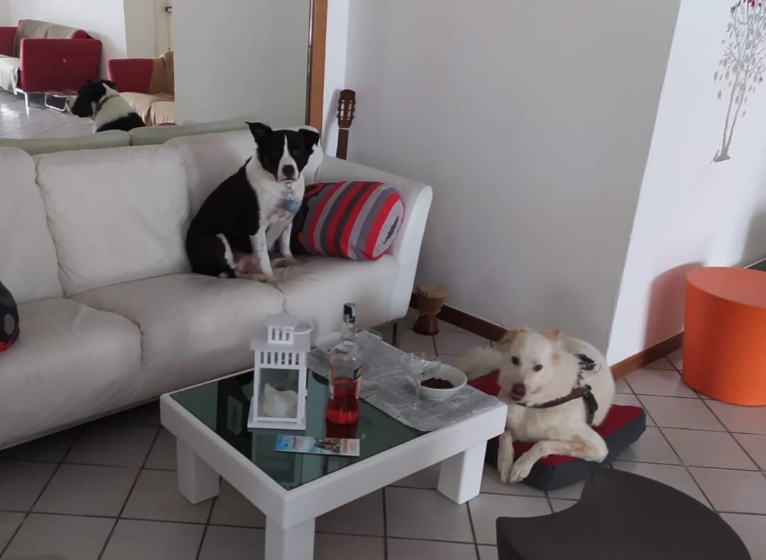 hotelkristalex fr pet-friendly-bar 020