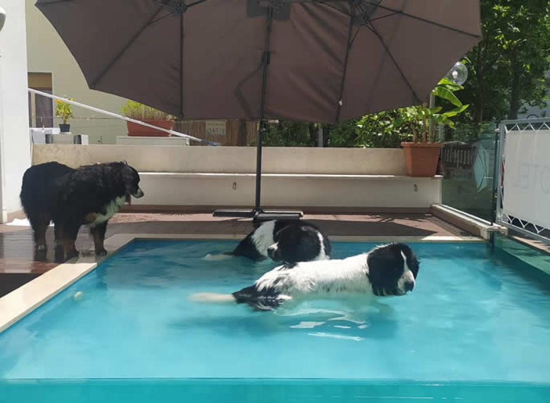 hotelkristalex fr plage-et-piscine-pour-chiens-cesenatico 016
