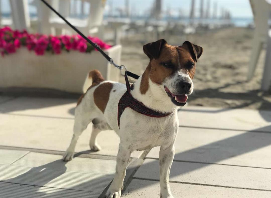 hotelkristalex it spiaggia-e-piscina-per-cani-cesenatico 017