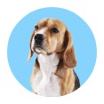 hotelkristalex de osterferien-in-cesenatico-im-pet-friendly-hotel-in-der-naehe-des-meeres-und-des-zentrums 018
