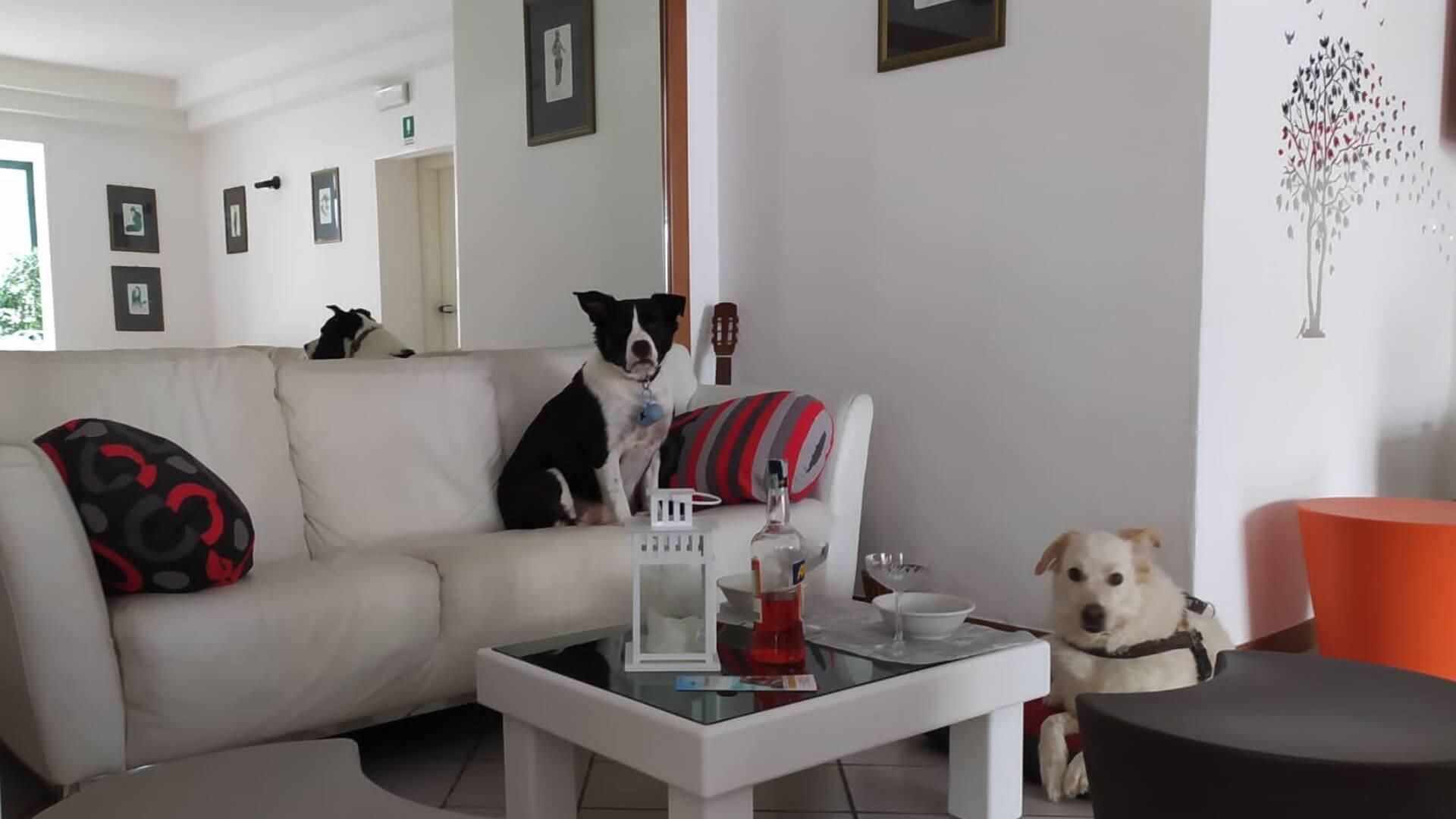 hotelkristalex fr pet-friendly-bar 017