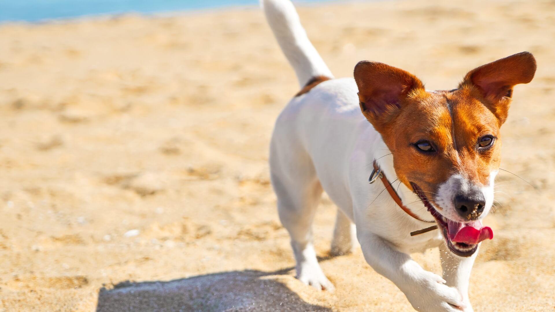 hotelkristalex it spiaggia-e-piscina-per-cani-cesenatico 015