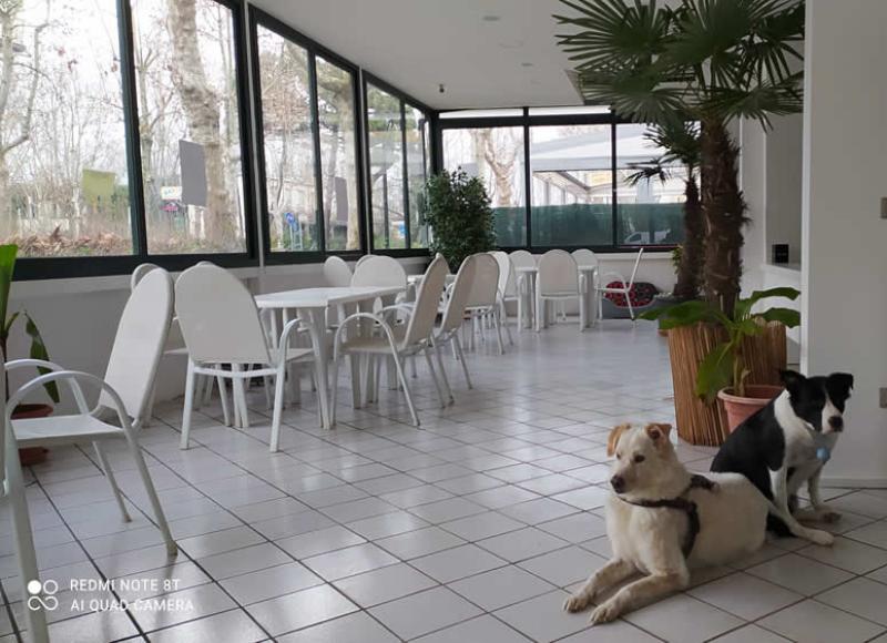 hotelkristalex fr pet-friendly-bar 024
