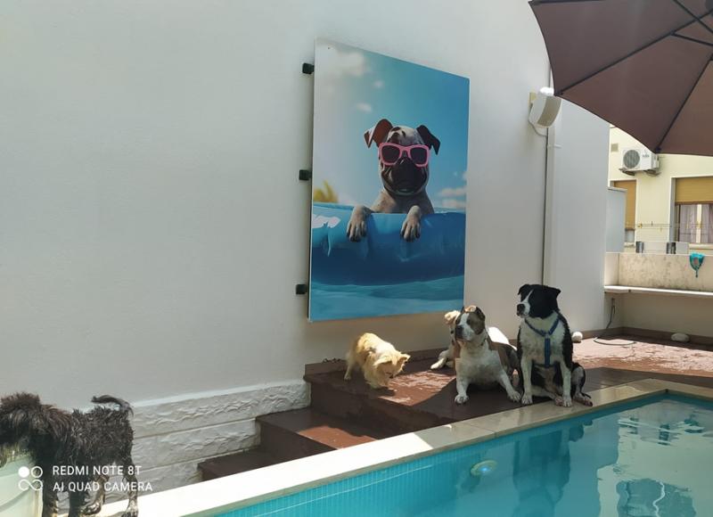 hotelkristalex fr plage-et-piscine-pour-chiens-cesenatico 022