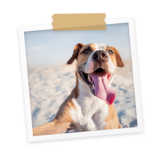 hotelkristalex it offerta-maggio-in-hotel-pet-friendly-a-cesenatico 035